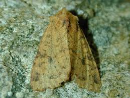 Attēlu rezultāti vaicājumam “Apamea ophiogramma”