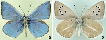 Attēlu rezultāti vaicājumam “Agrodiaetus damon underside”