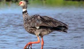 Attēlu rezultāti vaicājumam “Anseriformes”