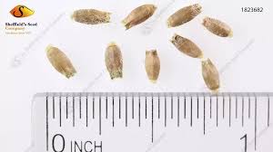 Attēlu rezultāti vaicājumam “Knautia arvensis fruit”