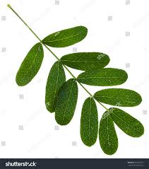 Attēlu rezultāti vaicājumam “Caragana arborescens leaf”