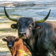 Attēlu rezultāti vaicājumam “Bos primigenius taurus”