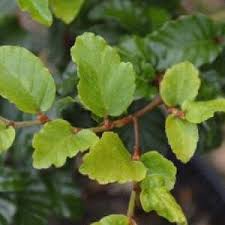 Attēlu rezultāti vaicājumam “Galega orientalis leaf”