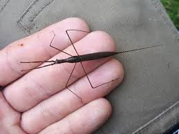 Attēlu rezultāti vaicājumam “Ranatra linearis”