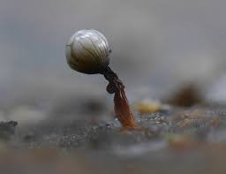 Attēlu rezultāti vaicājumam “Trichia ambigua macro”