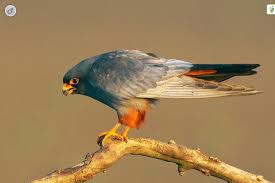 Image result for Falco vespertinus