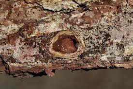 Attēlu rezultāti vaicājumam “Acanthocinus aedilis”