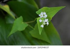 Attēlu rezultāti vaicājumam “Fagopyrum esculentum leaf”