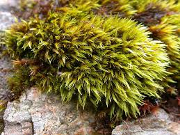 Attēlu rezultāti vaicājumam “Conardia compacta macro”