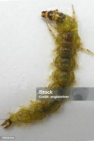 Attēlu rezultāti vaicājumam “Heptagenia sulphurea female”