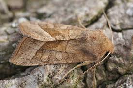 Attēlu rezultāti vaicājumam “Hydraecia micacea”