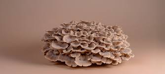 Attēlu rezultāti vaicājumam “Polyporus umbellatus”