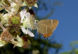 Attēlu rezultāti vaicājumam “Satyrium w-album underside”