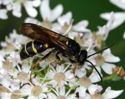 Attēlu rezultāti vaicājumam “Crabronidae”