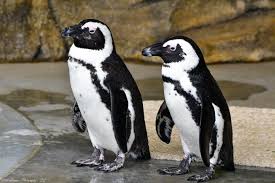 Image result for penguin