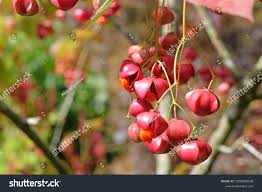 Attēlu rezultāti vaicājumam “Euonymus fruit”