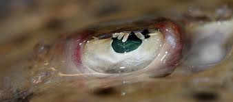 Image result for Raja brachyura