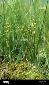 Attēlu rezultāti vaicājumam “Scheuchzeriaceae”