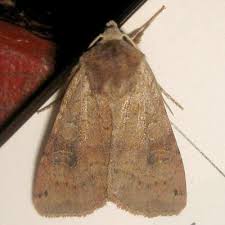 Attēlu rezultāti vaicājumam “Xestia baja”