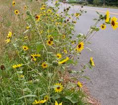Image result for Helianthus annuus