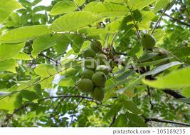 Attēlu rezultāti vaicājumam “Juglans mandshurica”