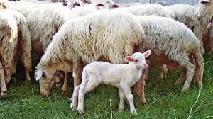 Image result for Sarda sarda