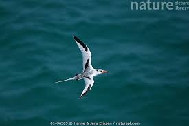 Image result for Phaethon aethereus