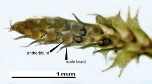 Attēlu rezultāti vaicājumam “Harpanthus flotovianus cells”