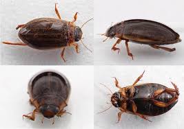 Attēlu rezultāti vaicājumam “Rhantus frontalis”