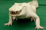 Albino Alligator