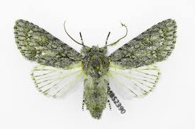 Attēlu rezultāti vaicājumam “Acronicta aceris”