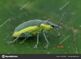 Attēlu rezultāti vaicājumam “Chlorophanus viridis”