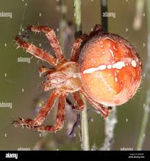 Attēlu rezultāti vaicājumam “Araneus quadratus female”