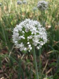 Attēlu rezultāti vaicājumam “Allium cepa flower”