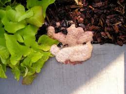 Attēlu rezultāti vaicājumam “Fuligo gyrosa spores”