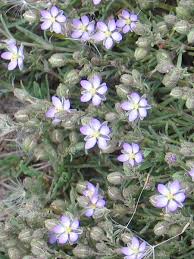 Attēlu rezultāti vaicājumam “Spergularia rubra”