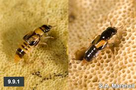 Attēlu rezultāti vaicājumam “Oxyporus”