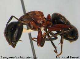 Attēlu rezultāti vaicājumam “Camponotus herculeanus”