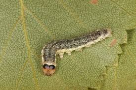 Attēlu rezultāti vaicājumam “Tetheella fluctuosa”