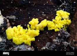 Attēlu rezultāti vaicājumam “Fuligo septica cf. rufa”