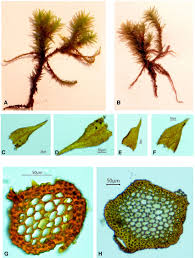 Attēlu rezultāti vaicājumam “Orthotrichum lyellii”