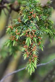 Attēlu rezultāti vaicājumam “Juniperus communis male flower”