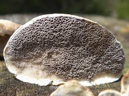 Attēlu rezultāti vaicājumam “Bjerkandera fumosa”