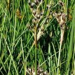 Attēlu rezultāti vaicājumam “Juncus squarrosus fruit”