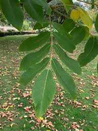 Attēlu rezultāti vaicājumam “Juglans mandshurica”