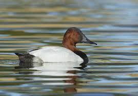 Image result for Aythya valisineria