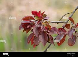 Attēlu rezultāti vaicājumam “Malus purpurea”