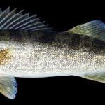 Image result for Sander canadensis/vitreus