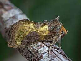 Attēlu rezultāti vaicājumam “Diachrysia tutti”