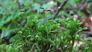 Attēlu rezultāti vaicājumam “Eurhynchium angustirete”